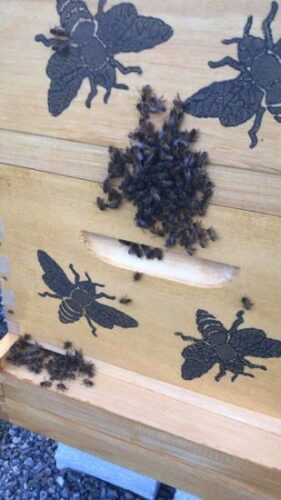 Sharing my Garden with 20,000 New Honey Bees